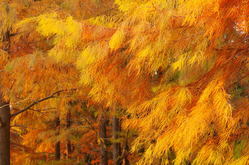 autumn leaves in woods