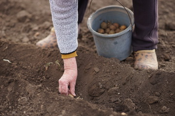 Planting potatoes in the garden. Elderly people are engaged in landing. A woman pulls a potato out of a bucket and plants it in the soil. Close-up without a face.