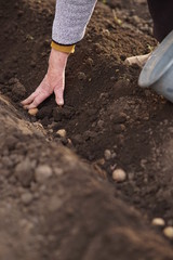 Soil and hands planting potatoes.