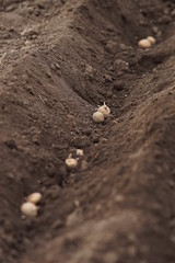 Soil and potatoes in the hole in a row. Planting a garden in the spring.