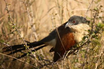 Tiputip / Burchell´s Coucal / Centropus superciliosus.