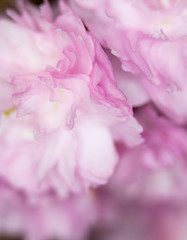 Fototapeta premium Close Up Macro Of Cherry Tree Pink Blossom 