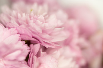 Close Up Macro Of Cherry Tree Pink Blossom 