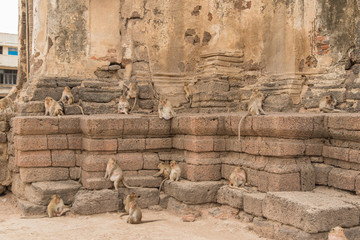 Any monkeys at Phra Prang Sam Yod temple in Lopburi, Thailand, Asia