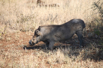 Warzenschwein / Warthog / Phacochoerus africanus.