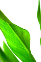 Green leaf Calla Lily on a white background. Macrophotography. Botany  background. Minimalistic background