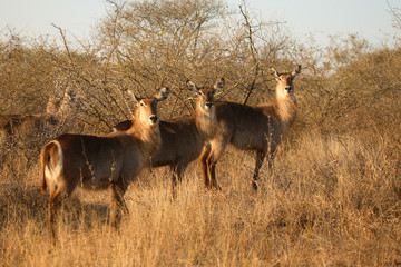 Wasserbock / Waterbuck / Kobus ellipsiprymnus