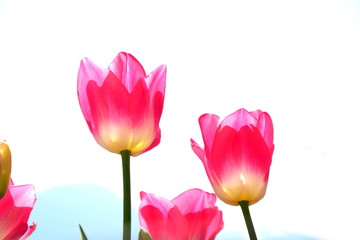 Wunderschöne isolierte Tulpen vor hellen Hintergrund