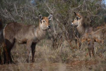 Wasserbock / Waterbuck / Kobus ellipsiprymnus