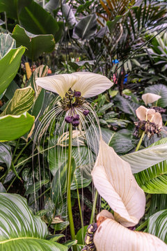 Cairns, Australia - February 17, 2019: Botanical Garden. Of the Taccaceae family, the Tacca Integrifolia, alias the Bat plant and flower is a beauty out of Tropical Asia.