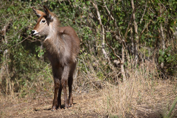 Wasserbock / Waterbuck / Kobus ellipsiprymnus