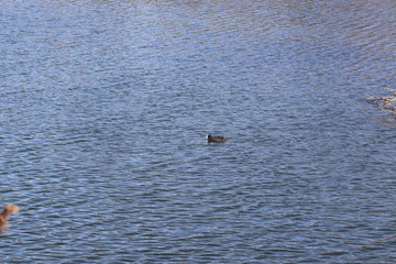 Kleine Ente, großer Teich