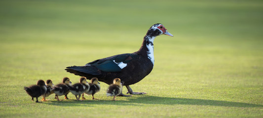 duck on grass