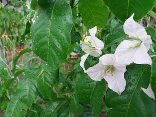 beautiful flowers on rainy day