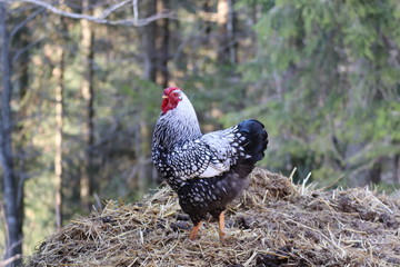 Hahn auf dem Mist
