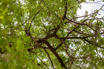 tree in the forest