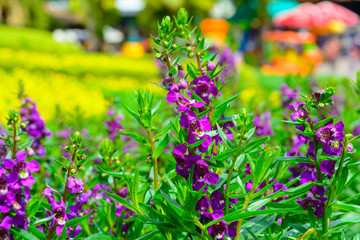 Purple Lavender flower background in gardens. Nature flower and outdoor background
