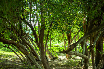 Obraz premium path in the forest