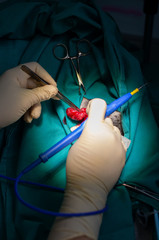 Extirpation of an oral tumor in a dog