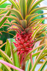 Obraz premium Colorful of bromeliad blossom background. Nature flower in gardens