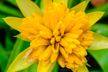 Colorful of bromeliad blossom background. Nature flower in gardens