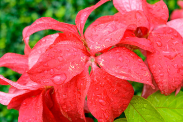 Red poinesettia with droplet after rainfall background. Nature flower and outdoor background
