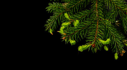 Fototapeta na wymiar Christmas tree branch on a black background