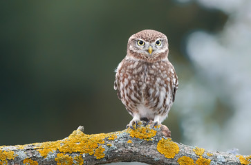 Little owl (Actene noctua)