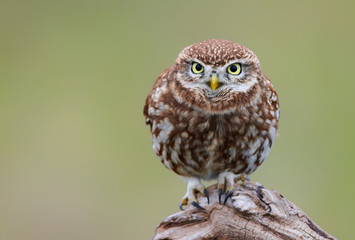 Little owl (Actene noctua)