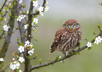 Little owl (Actene noctua)