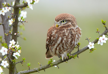 Little owl (Actene noctua)