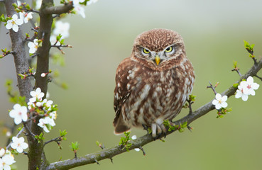 Little owl (Actene noctua)