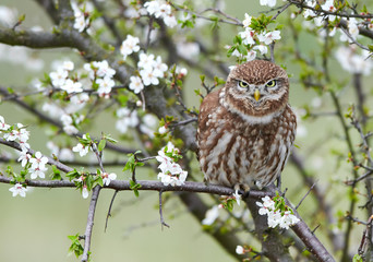 Obraz premium Little owl (Actene noctua)