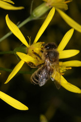 Honigbiene auf Blüte des Fuchs-Greiskraut (Senecio fuchsii C.C. Gmelin)
