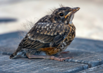 Fuzzy baby robin