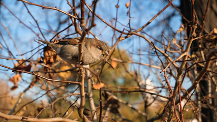 sparrow perching on branch