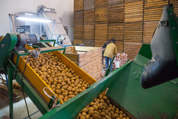 Potatoes storage. Crops warehouse. Employees working on packaging machines. Sorted potatoes are...