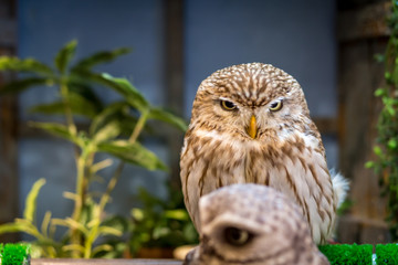 Angry Owl in Cafe Nara Japan