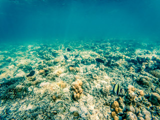 underwater marine life on coral reefs