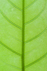 Naklejka na ściany i meble leaf closeup 