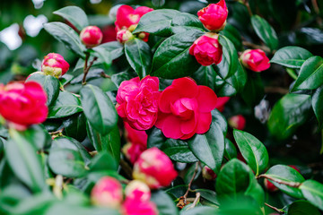 Pink blooming camellia flowers and buds in France