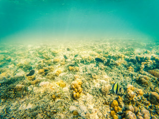 underwater marine life on coral reefs