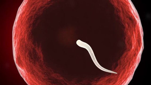 Fertilization of human egg cell by sperm cell spermatozoon