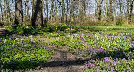 Hohler Lerchensporn (Corydalis cava) und Narzissen (Narcissus)