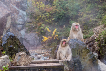 Obraz premium Pensive Monkeys at Park in Japan