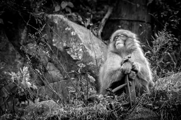 Tired Monkey at Monkey Park Japan