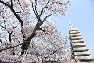 Cherry blossoms and fresh green leaves.