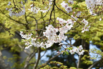 Cherry blossoms and fresh green leaves.
