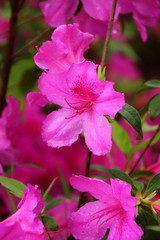 pink flower in garden