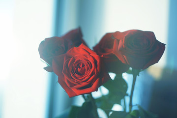 Red rose on the window background wallpaper texture view beautiful flora romantic lovely bouquet present love bloom flower style faded calm